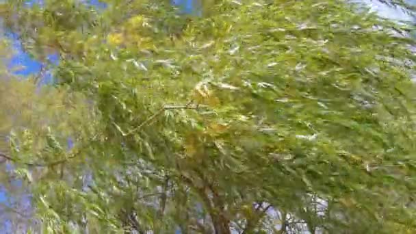 Плачущие ивовые ветви — стоковое видео