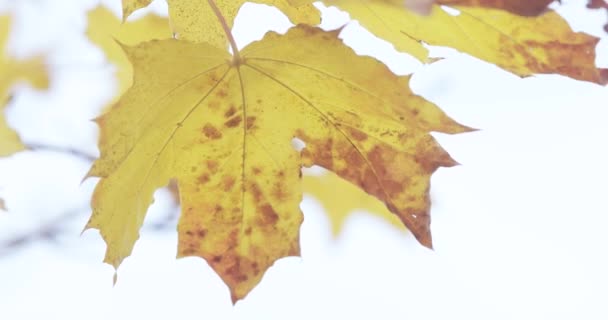 Feuilles d'automne érable 