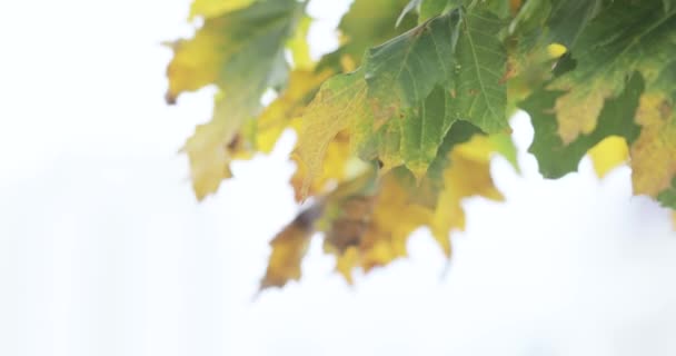 Arce hojas de otoño — Vídeos de Stock