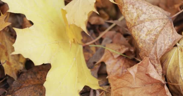 Ahorn Herbstblätter liegend — Stockvideo