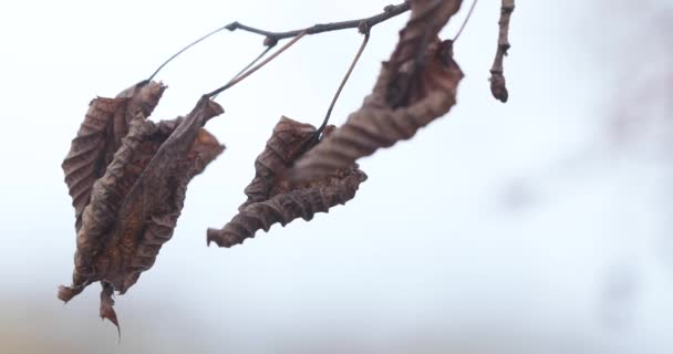 Dry birch autumn leaves — Stock Video