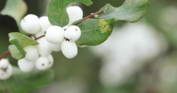 Fruits snow-white laevigatus — Stock Video