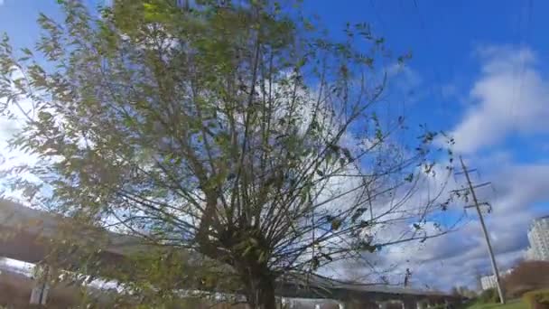 Alberi autunnali sotto il sole — Video Stock