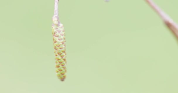 幼龄桦树的叶子 — 图库视频影像