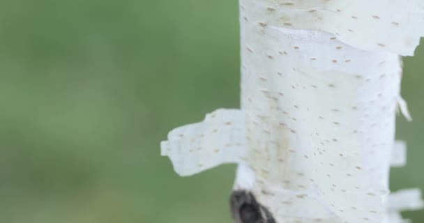 Tronc blanc d'un jeune bouleau — Video