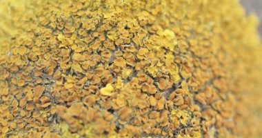 Xanthoria paritina sarısı