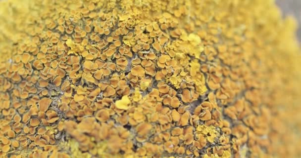 Xanthoria paritina geel — Stockvideo