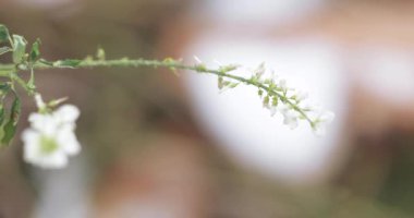 Melilotus melilotus albus medicus