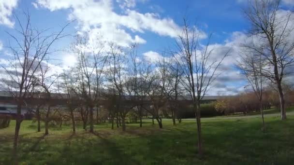 Arbres d'automne au soleil et au sol — Video