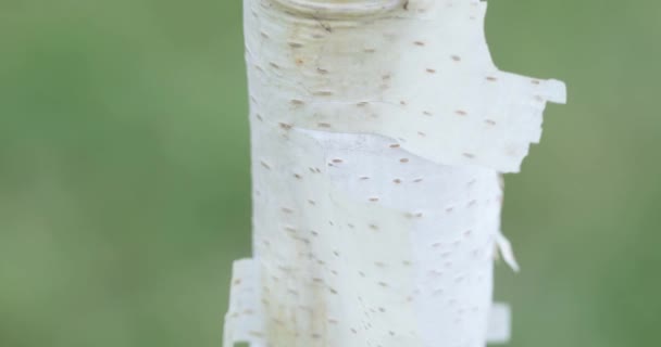 Genç bir huş ağacının beyaz gövdesi — Stok video