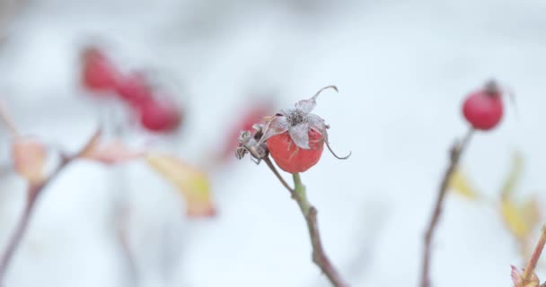 Ripe rosehip and snow — Stock Video