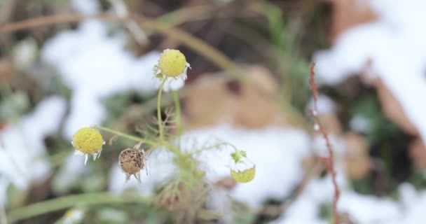 Blüten und Blätter der Kamille — Stockvideo