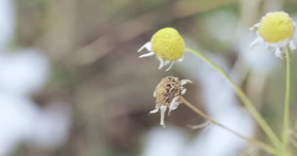洋甘菊花和树叶 — 图库视频影像