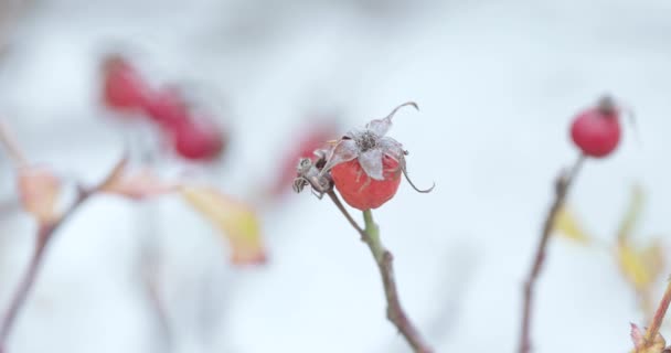 Rosa mosqueta madura e neve — Vídeo de Stock