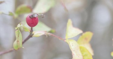 Olgun gül ağacı ve kar