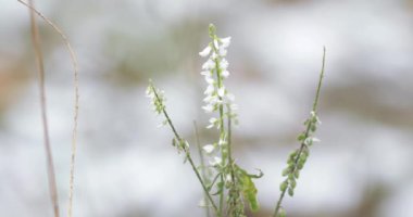 Melilotus melilotus albus medicus