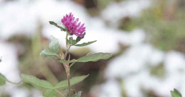 Clover flower and snow — 图库视频影像