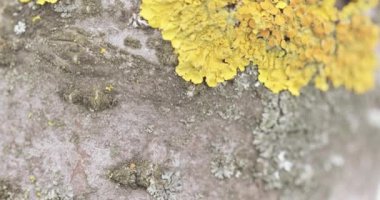 Xanthoria paritina sarısı