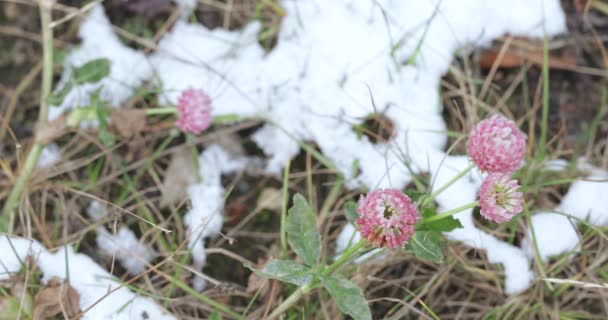 クローバーの花と雪 — ストック動画