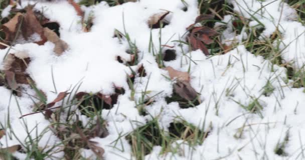 Hierba verde bajo nieve caída — Vídeos de Stock