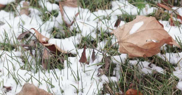 Erba verde sotto la neve caduta — Video Stock