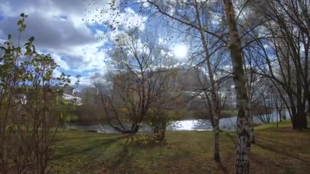 Bouleaux au soleil arrière — Video