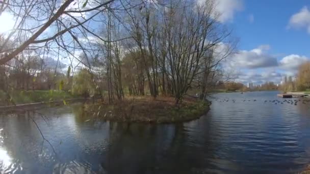 Een eiland in de vijver — Stockvideo