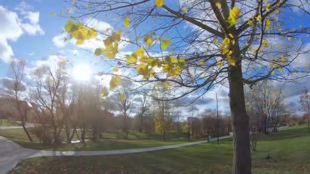 Herfstbomen in de achterzon — Stockvideo