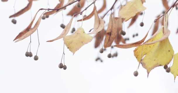 Droge herfstbladeren en lindebloemen — Stockvideo