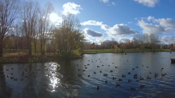 Enten im Herbst auf einem Stadtweiher — Stockvideo