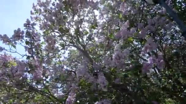 Lilac garden in Moscow — Stock Video