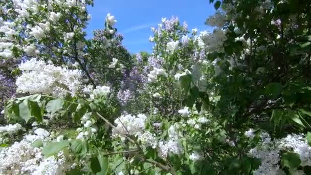 Giardino lilla a Mosca — Video Stock