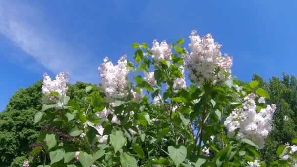 Jardín lila en Moscú — Vídeo de stock