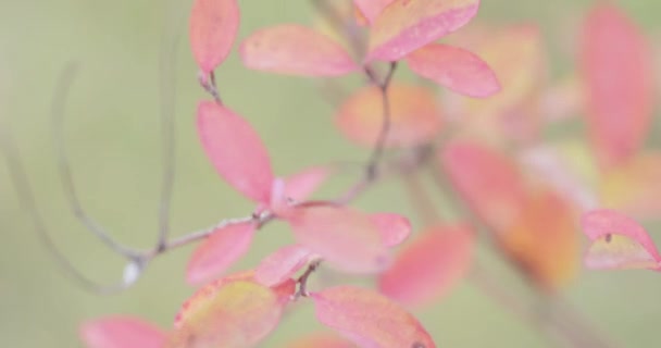 Feuilles rouges d'un buisson — Video