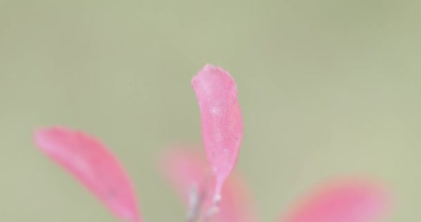 Las hojas rojas del arbusto — Vídeos de Stock