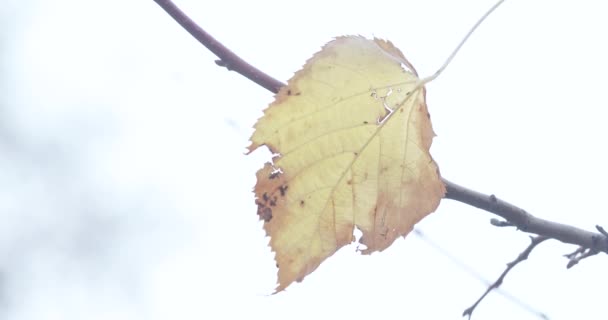 Herbstlindenblätter — Stockvideo