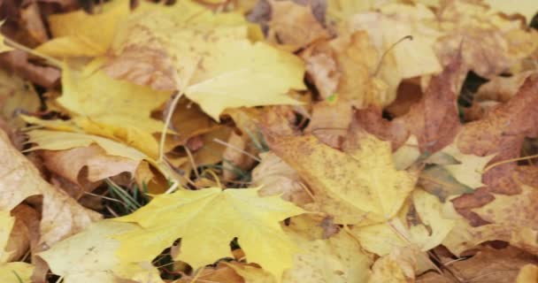 Foglie d'autunno acero sdraiato — Video Stock