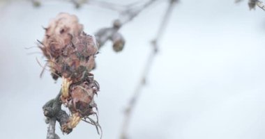 Spruce üzerinde kuru koniler
