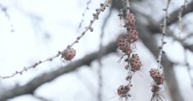 Spruce üzerinde kuru koniler