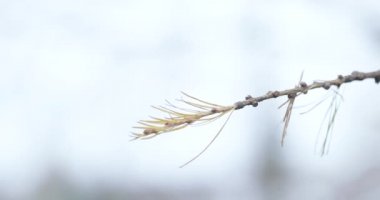 Spruce üzerinde kuru koniler