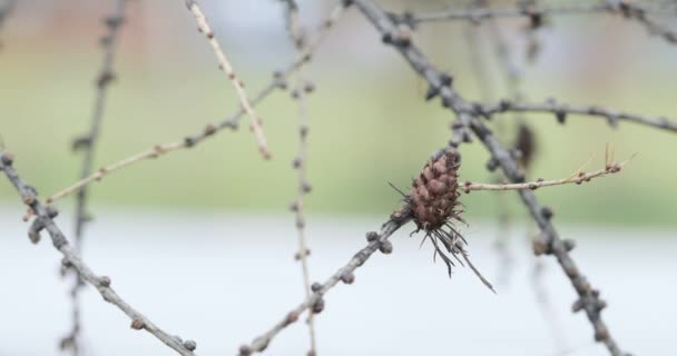 Spruce üzerinde kuru koniler — Stok video