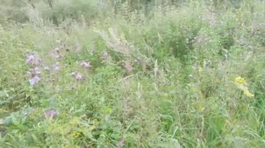Burdock ve tarla otu çalılıkları