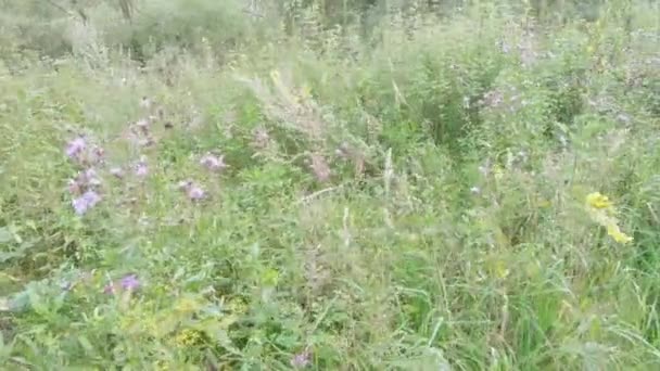우엉과 들판 잔디의 덤불 — 비디오