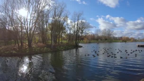 Ducks on a city pond in autumn — Stock Video