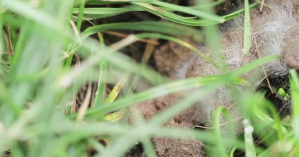 Chien merde sur une pelouse verte 