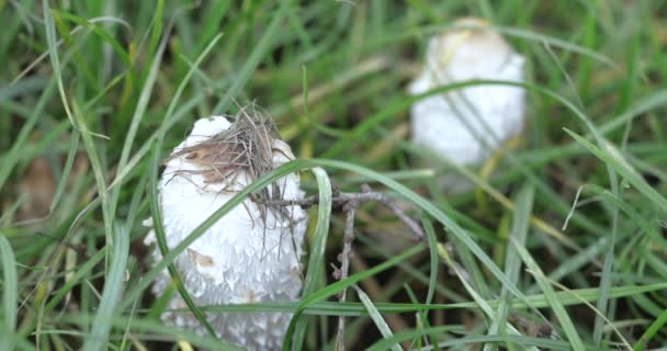 Besouro de estrume de cogumelo branco — Vídeo de Stock