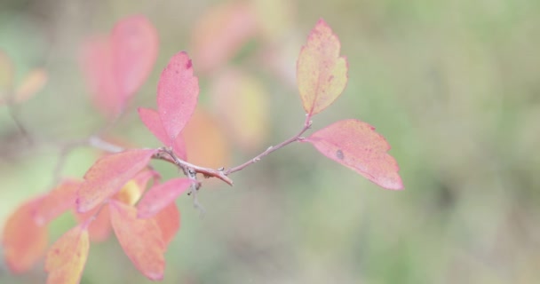 Red leaves of a bush — Stock Video