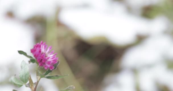 Trevo flor e neve — Vídeo de Stock