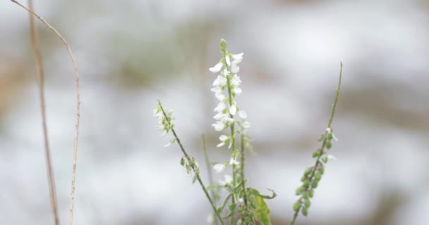 Melilotus melilotus albus medicus — стоковое видео