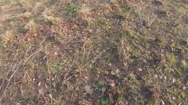 Herbe morte et feuilles tombées 